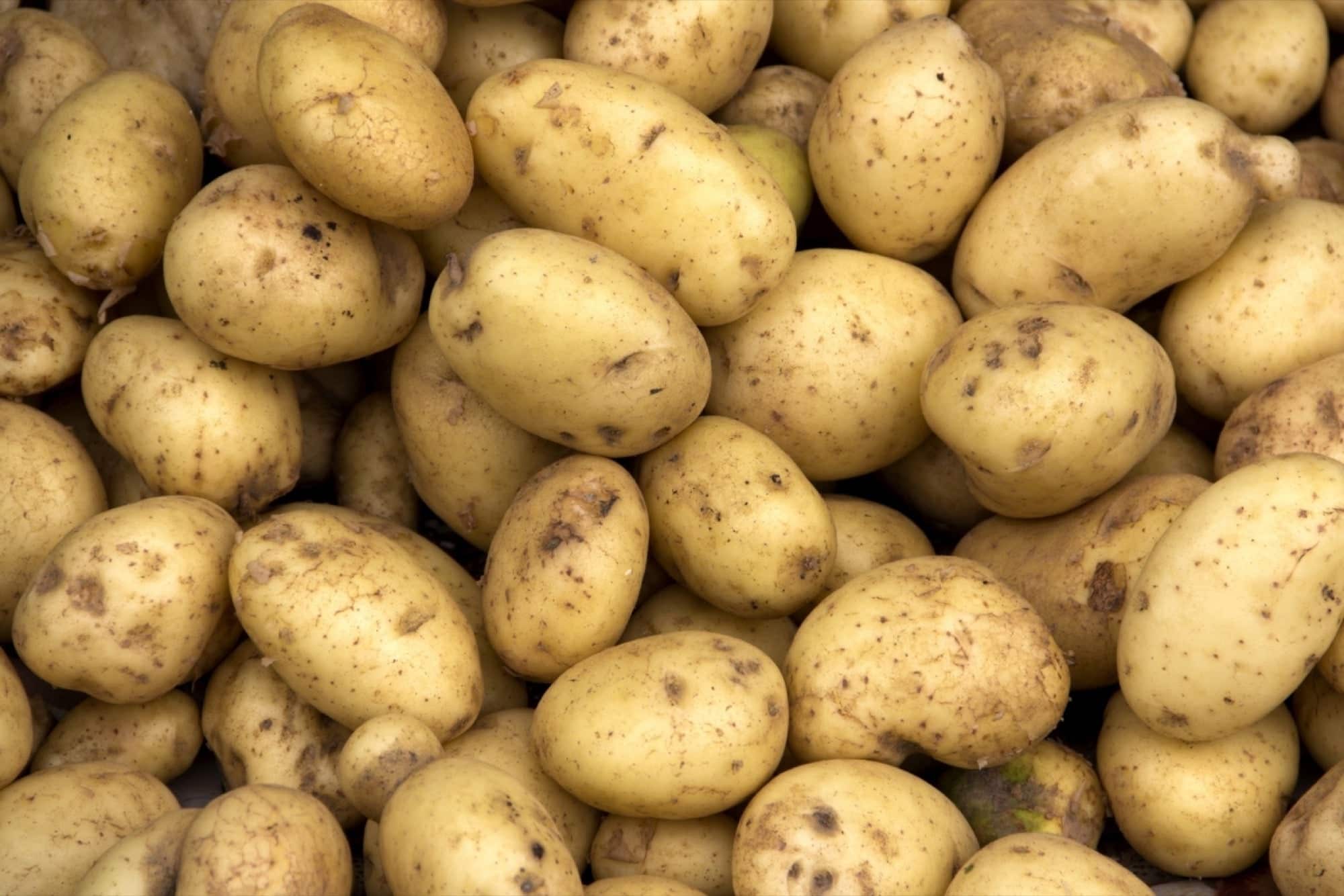 How to Start Growing Potatoes