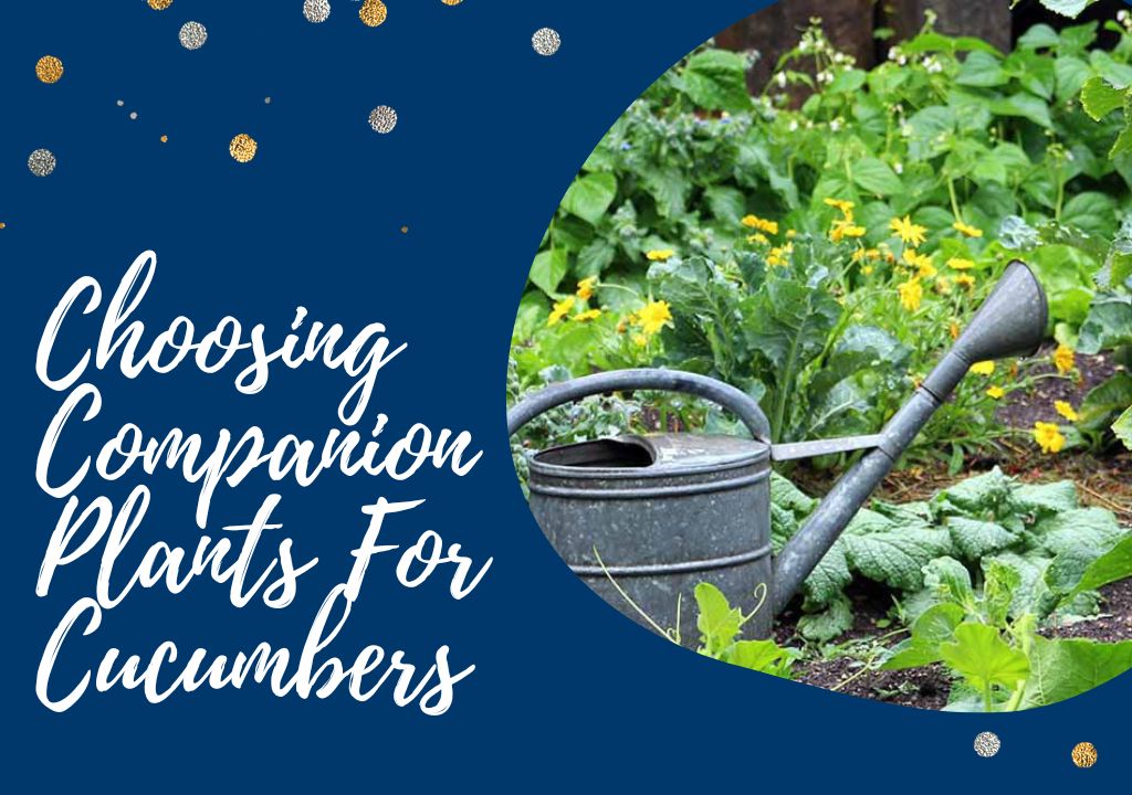 Choosing Companion Plants For Cucumbers