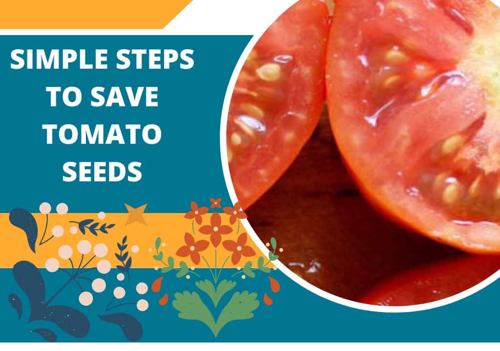 Simple Steps to Save Tomato Seeds