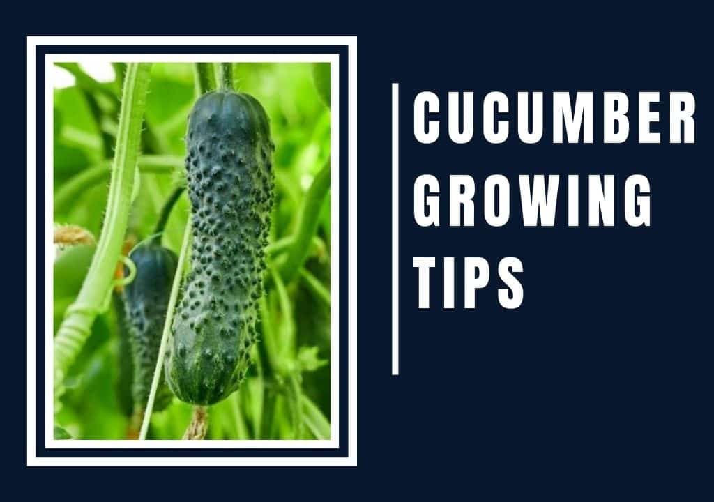 Cucumber Growing Tips