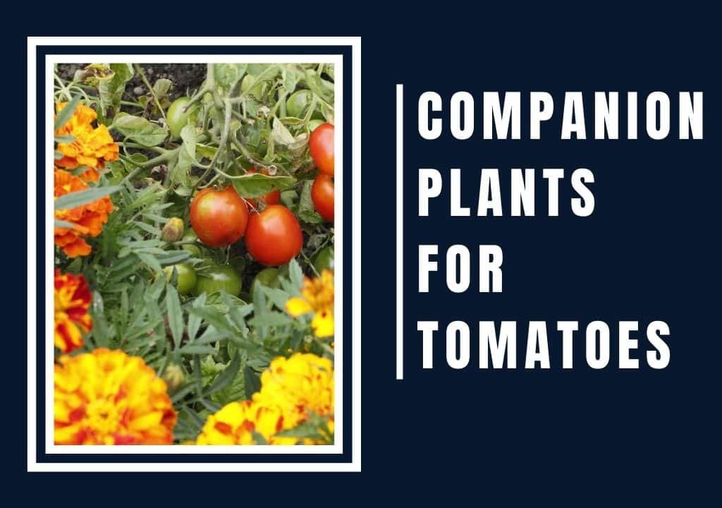 Companion Plants For Tomatoes