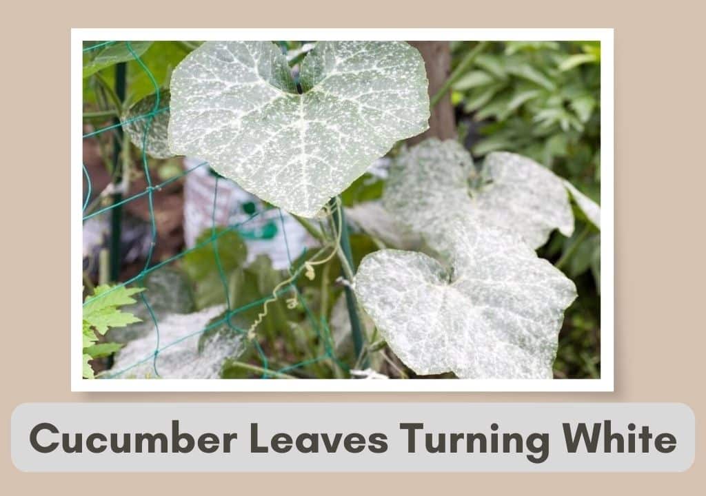 Cucumber Leaves Turning White
