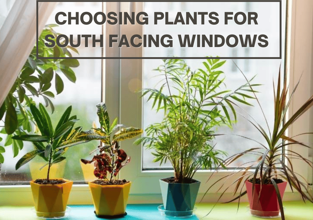 Choosing Plants For South Facing Windows