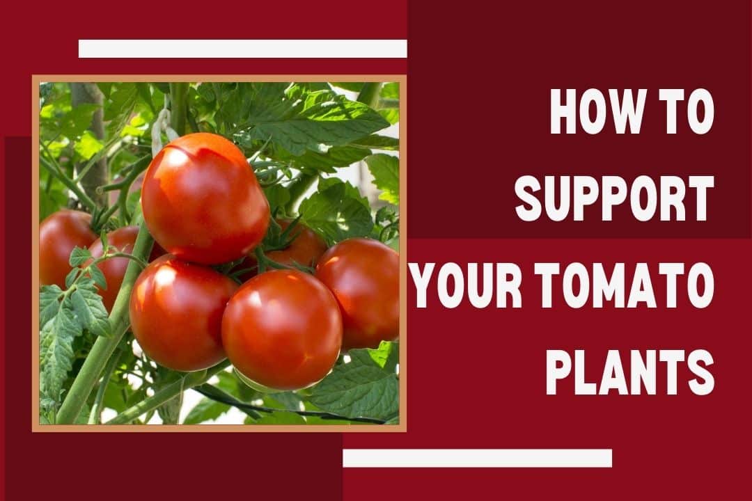 How to Support Your Tomato Plants