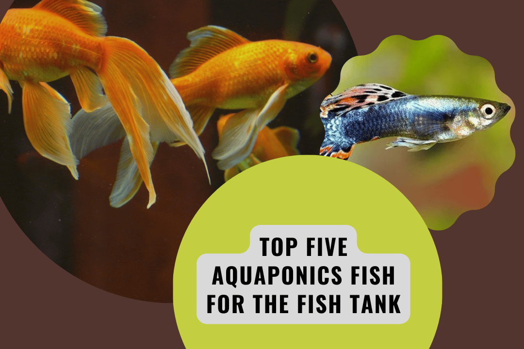 Top Five Aquaponics Fish For the Fish Tank
