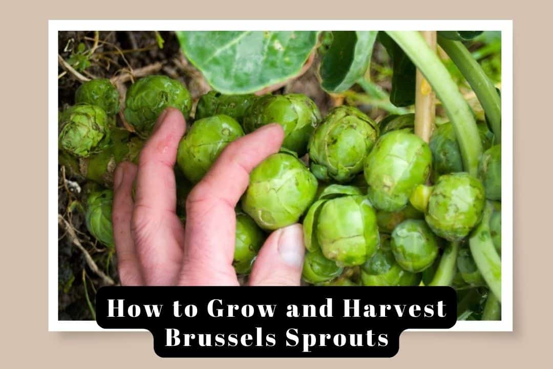 How to Grow and Harvest Brussels Sprouts