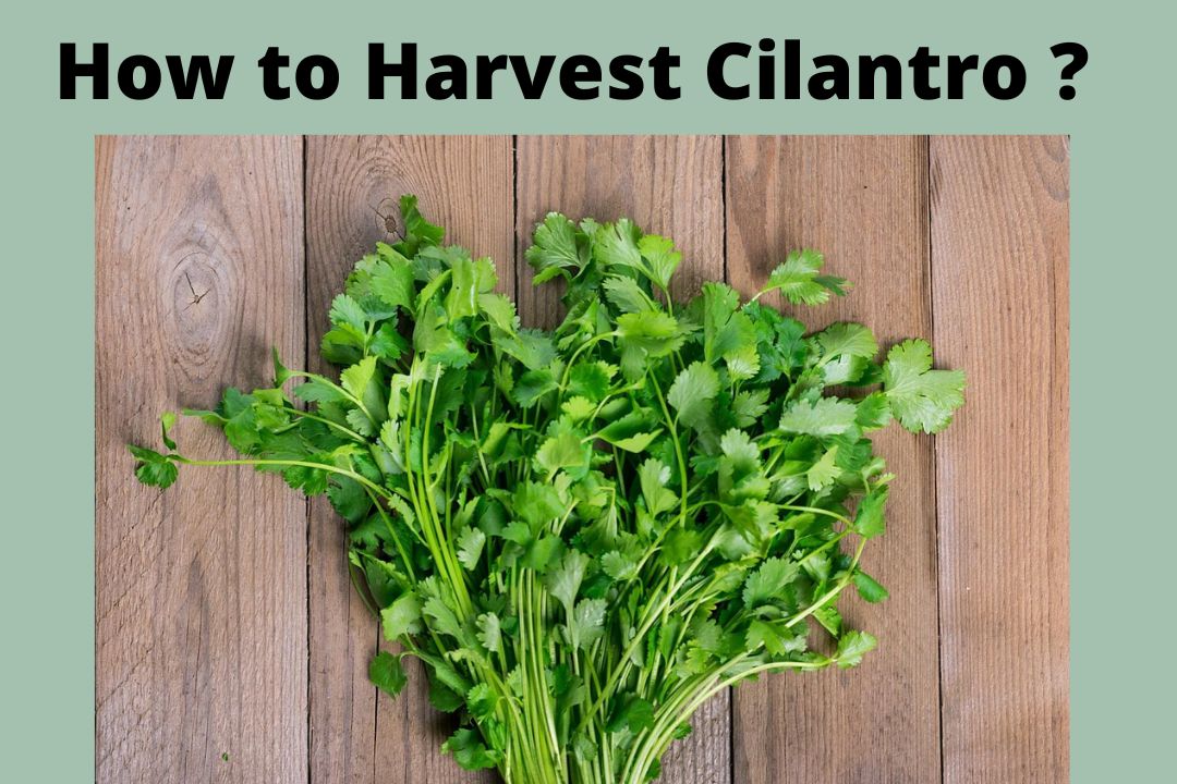 How to harvest Cilantro ?