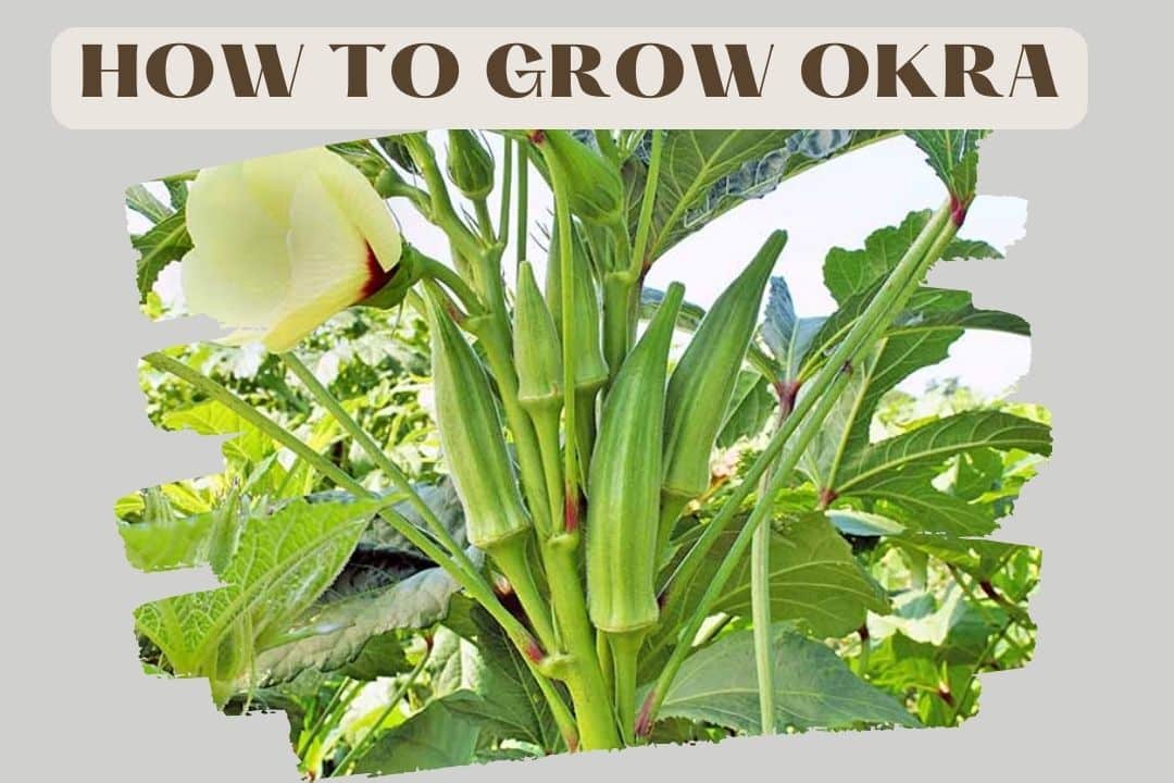 How to Grow Okra