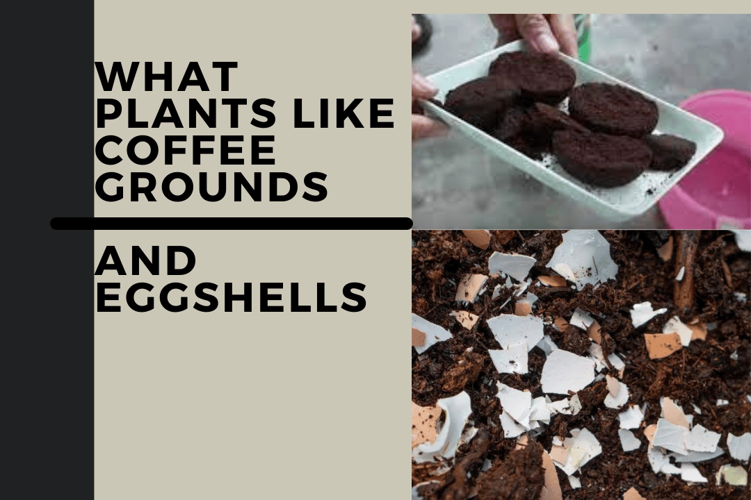 What Plants Like Coffee Grounds and Eggshells