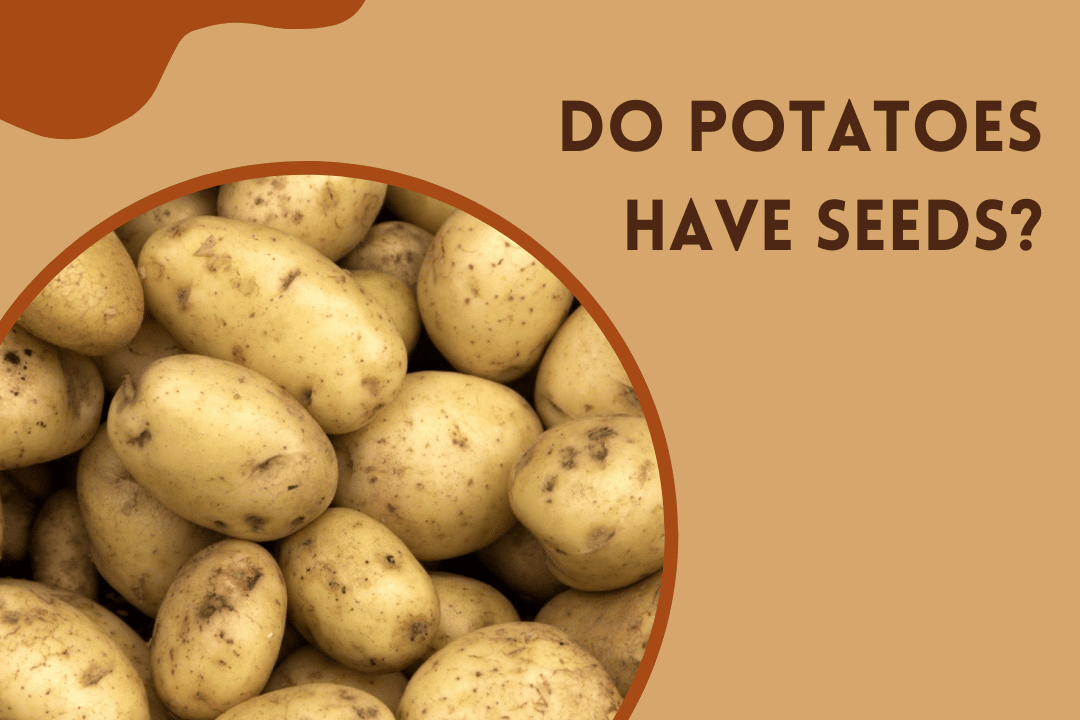 Do Potatoes Have Seeds?
