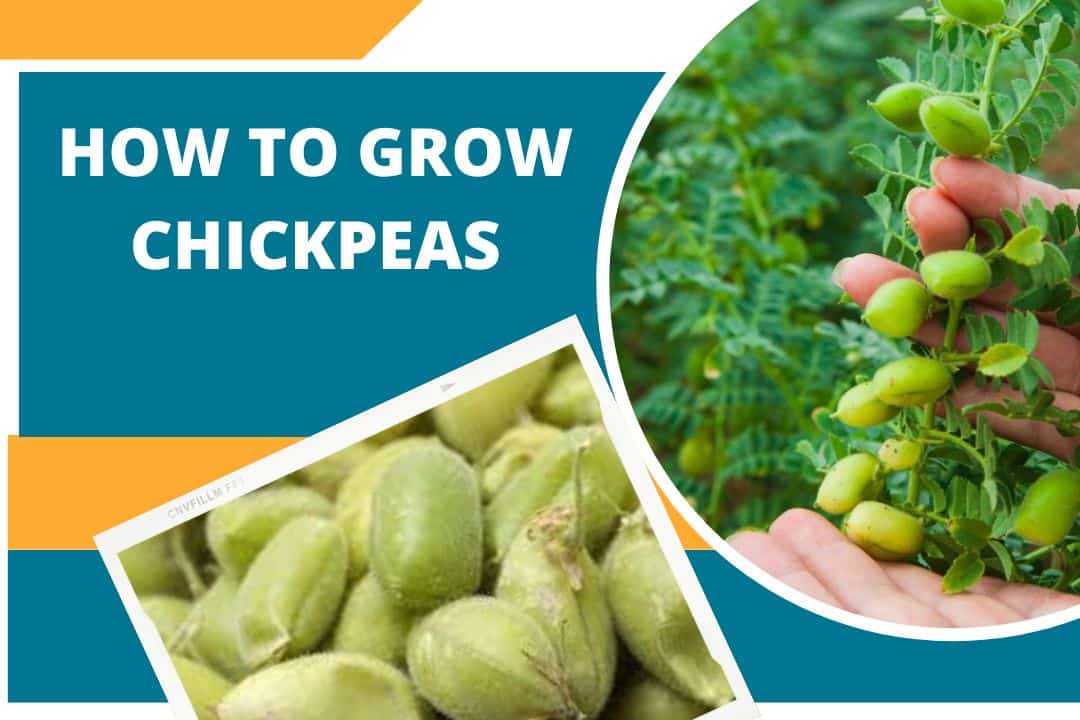 How to Grow Chickpeas