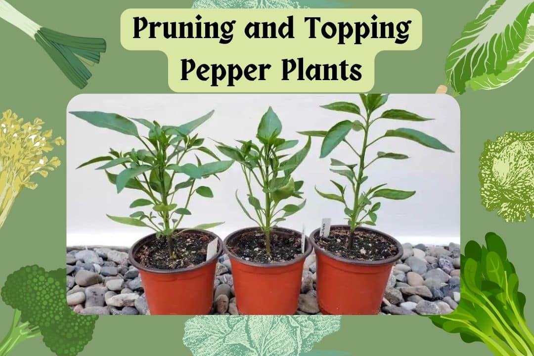 Pruning and Topping Pepper Plants