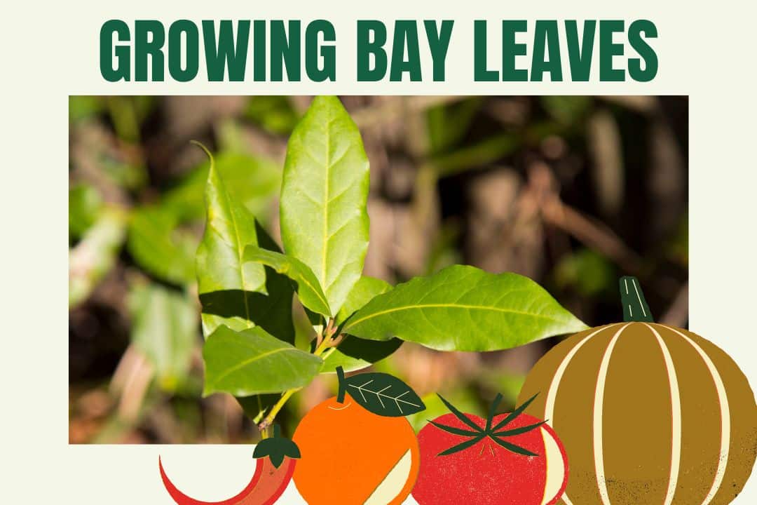 Growing Bay Leaves