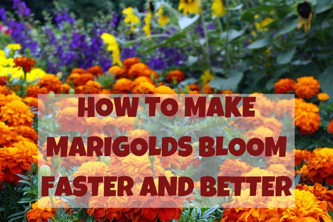How to Make Marigolds Bloom Faster and Better