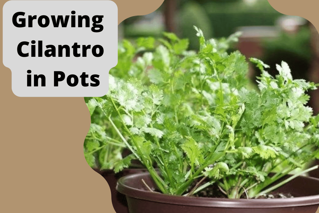 Growing Cilantro in Pots