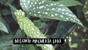 How to take care of Begonia Maculata Plant