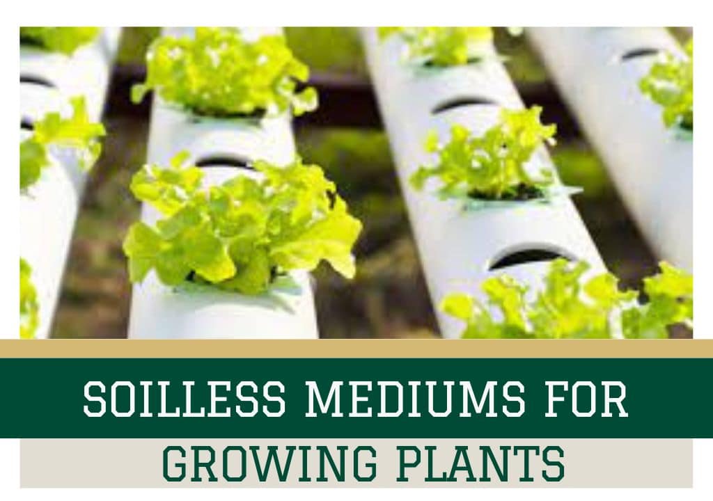 Soilless Mediums For Growing Plants