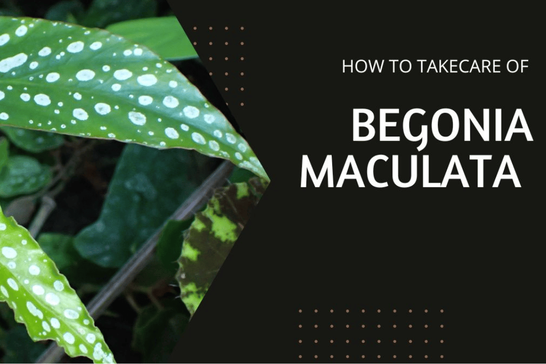 How to takecare of Begonia Maculata