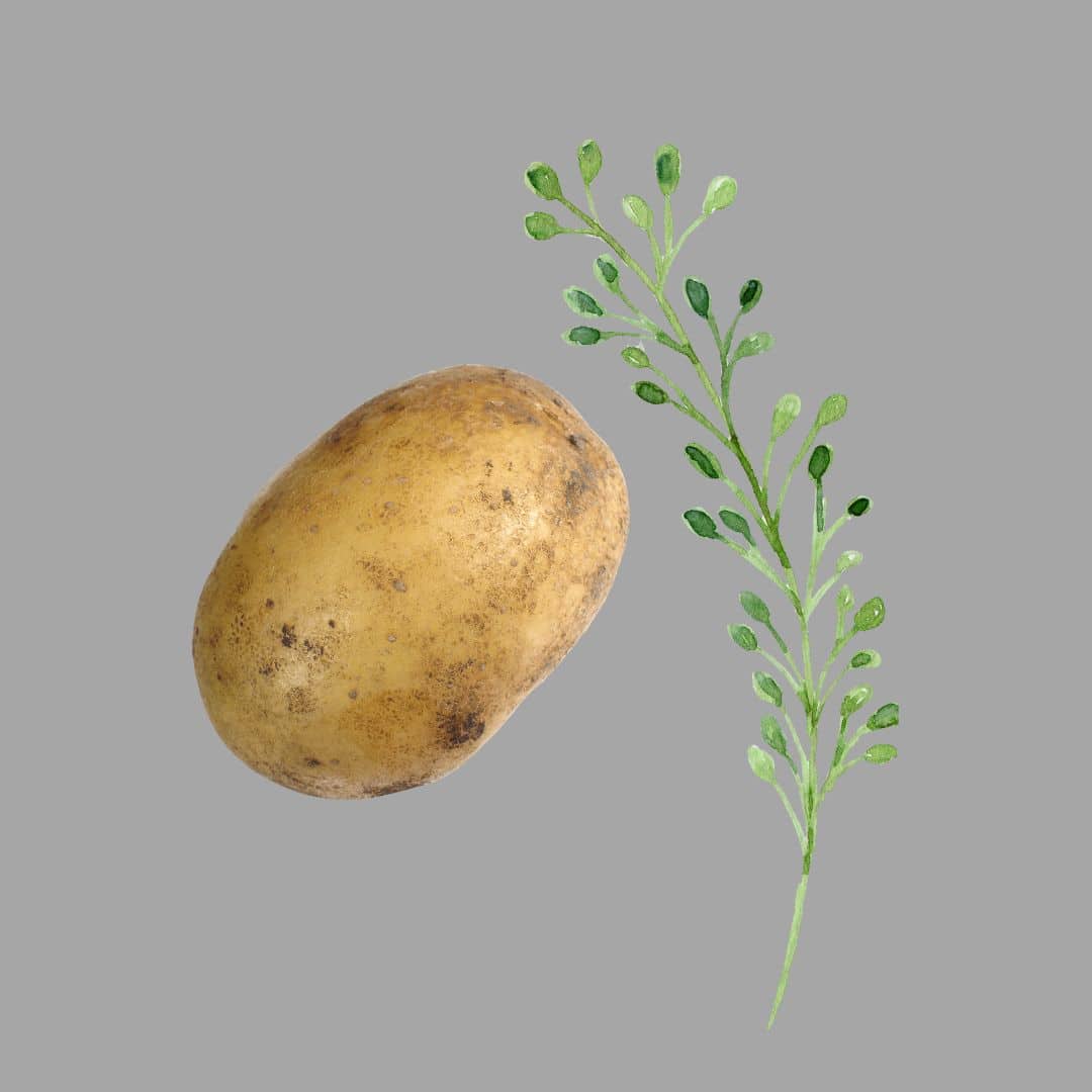 Is Potato a Root Or a Stem?