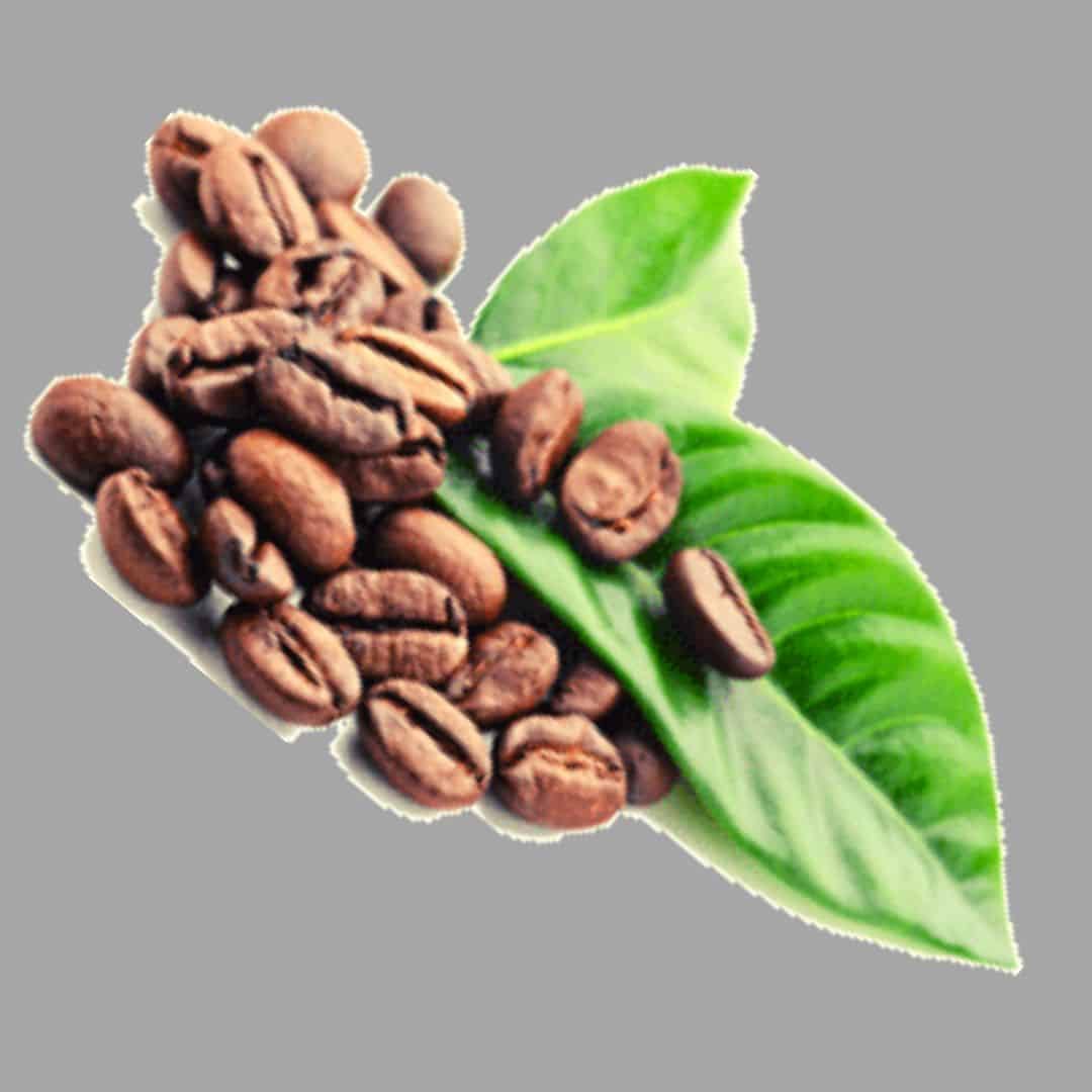 Plants Like Used Coffee Grounds