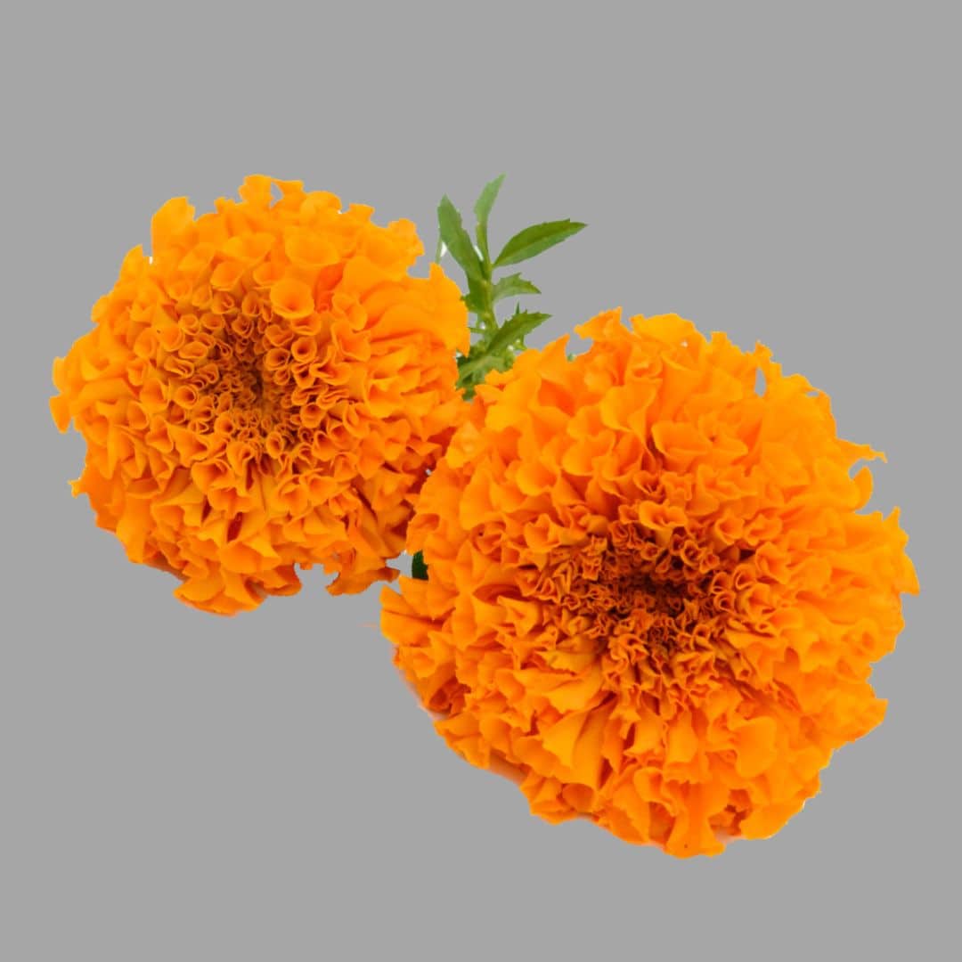 Marigold Growth Stages