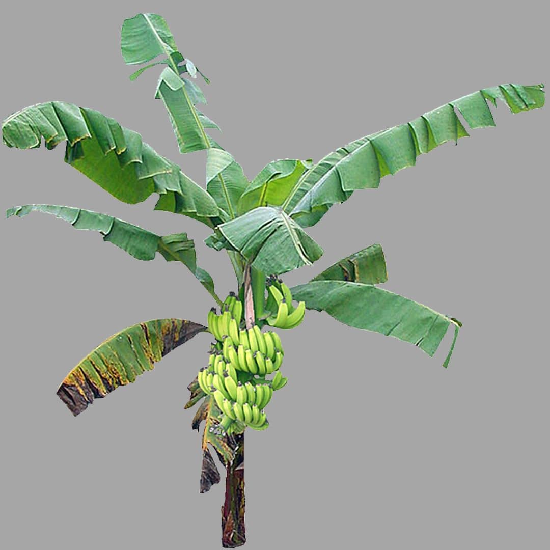 Banana Tree Not Fruiting