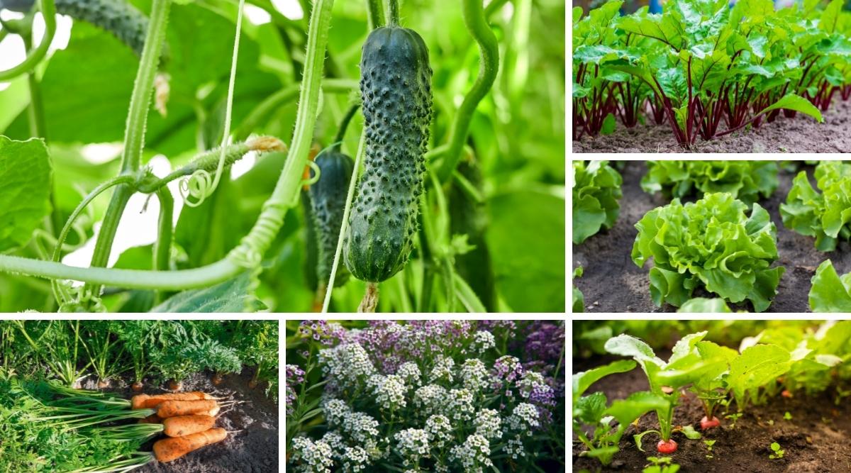 Choosing Companion Plants For Cucumbers