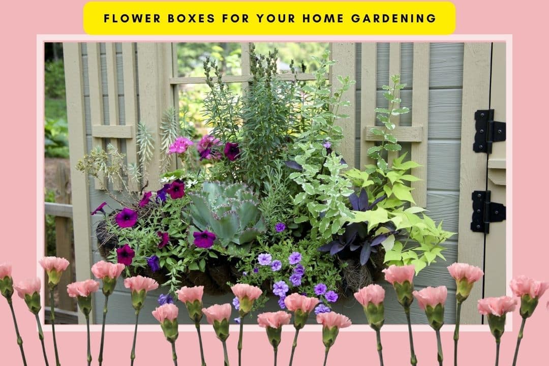 PFlower Boxes For Your Home Gardening | Choose the Best flower for your Desired Decoration