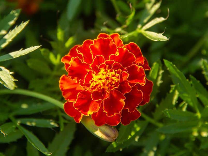 How to Make Marigolds Bloom Faster and Better