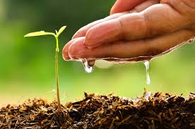water-soluble organic fertilizer