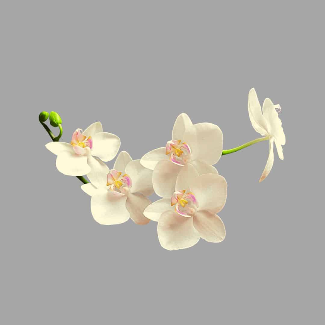 Get Orchid to Rebloom