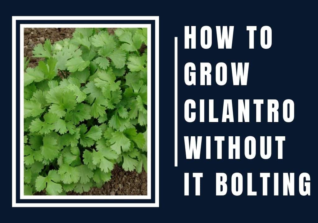How to Grow Cilantro Without It Bolting