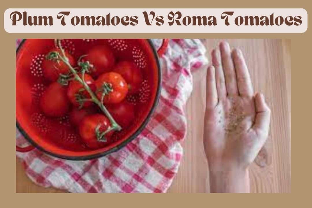 Plum Tomatoes Vs Roma Tomatoes