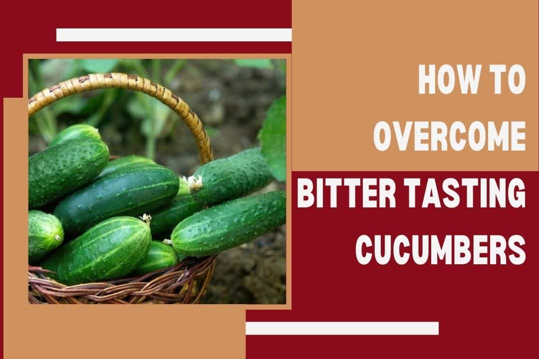 How to Overcome Bitter Tasting Cucumbers