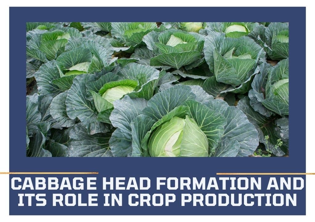Cabbage Head Formation and Its Role in Crop Production