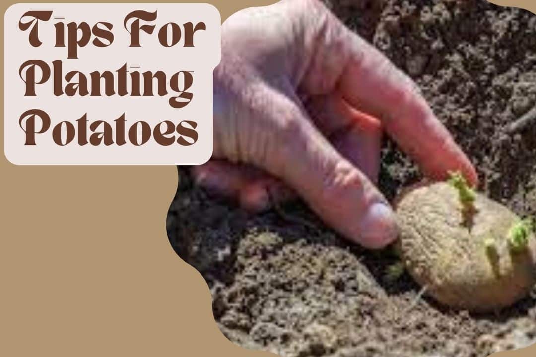 Tips For Planting Potatoes