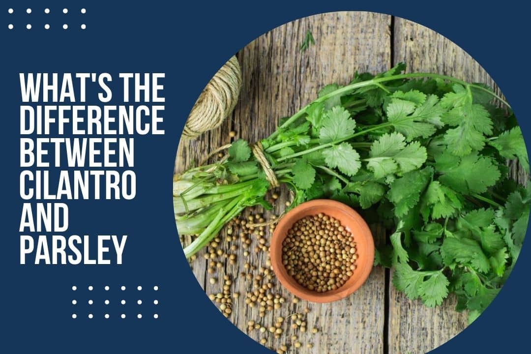 What's the Difference Between Cilantro and Parsley?
