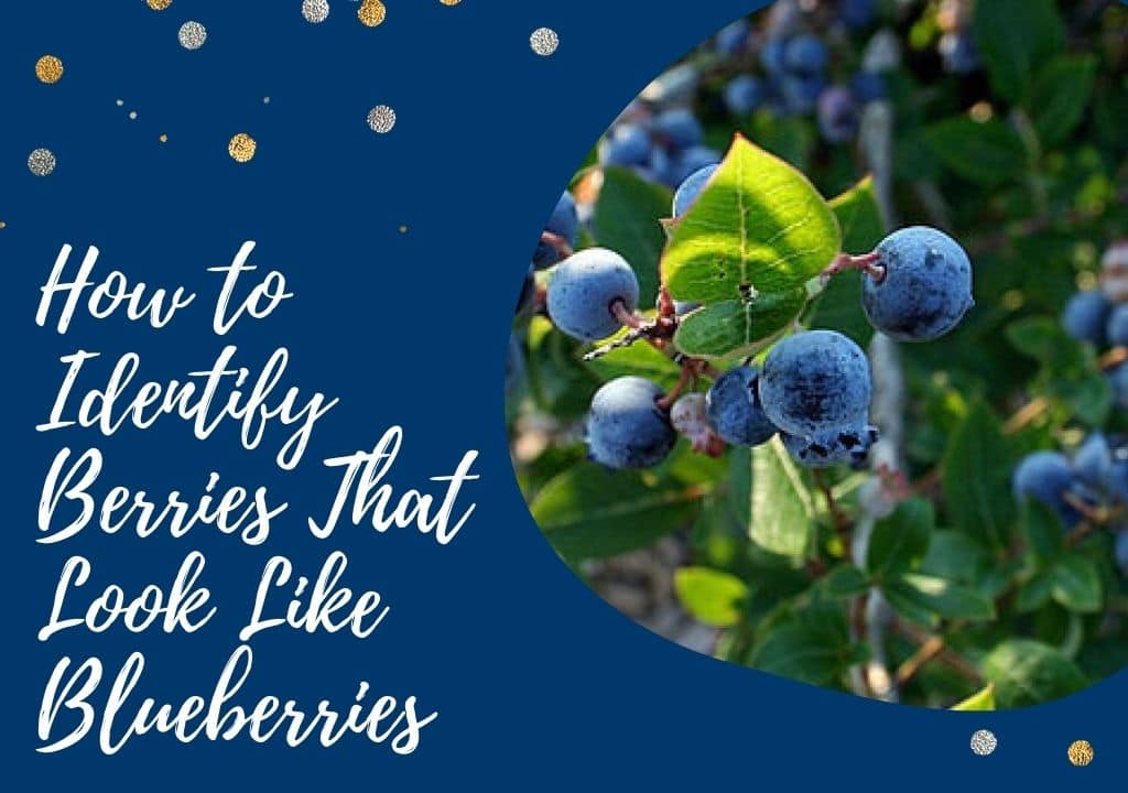 How to Identify Berries That Look Like Blueberries