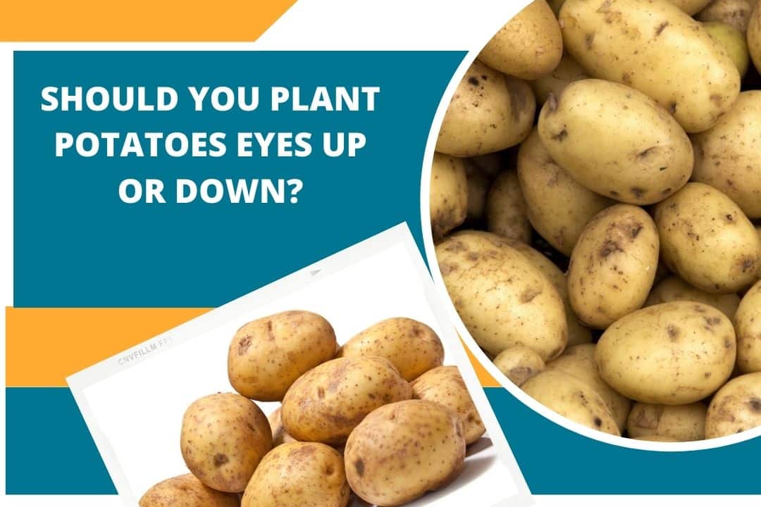 Should You Plant Potatoes Eyes Up Or Down?