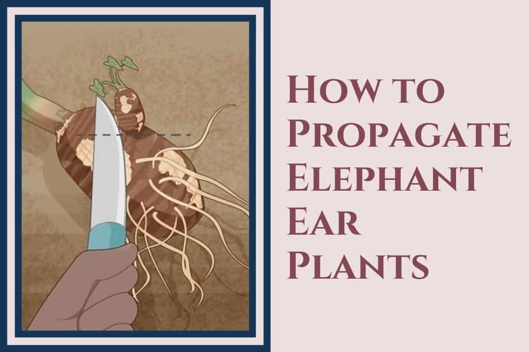 How to Propagate Elephant Ear Plants