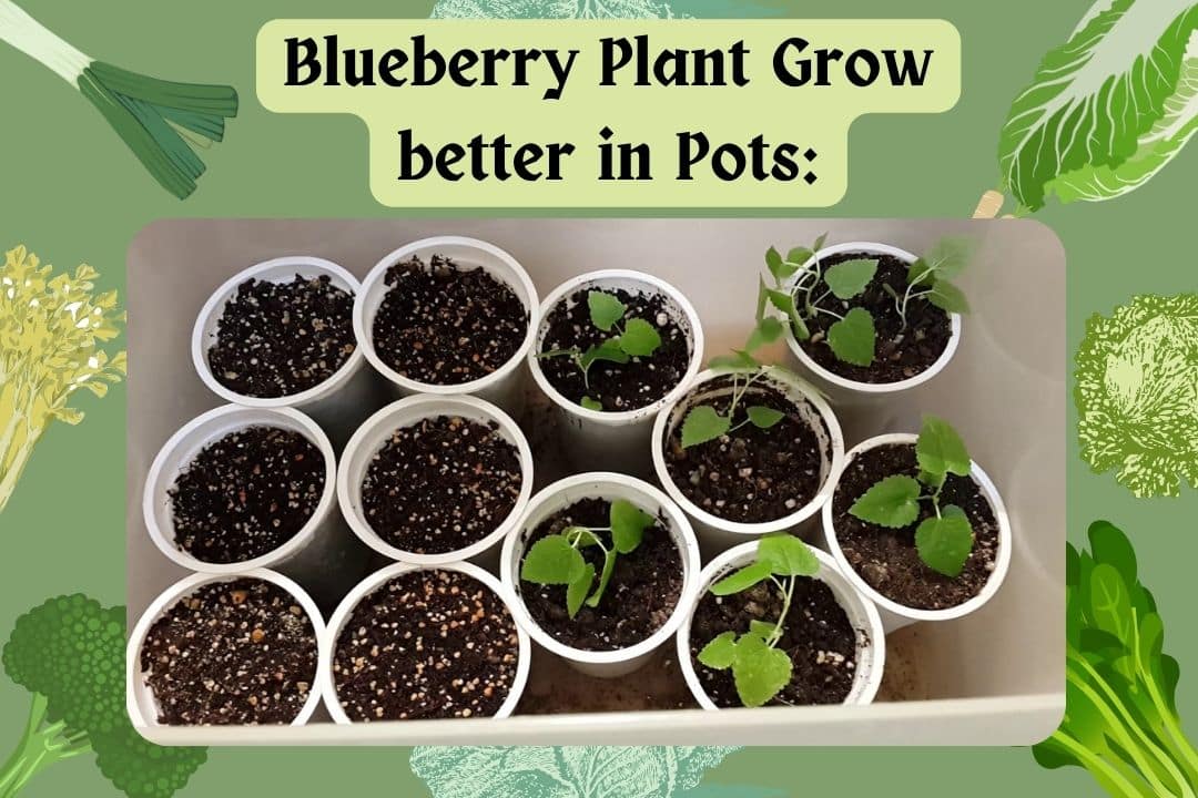 Blueberry Plant Grow better in Pots: