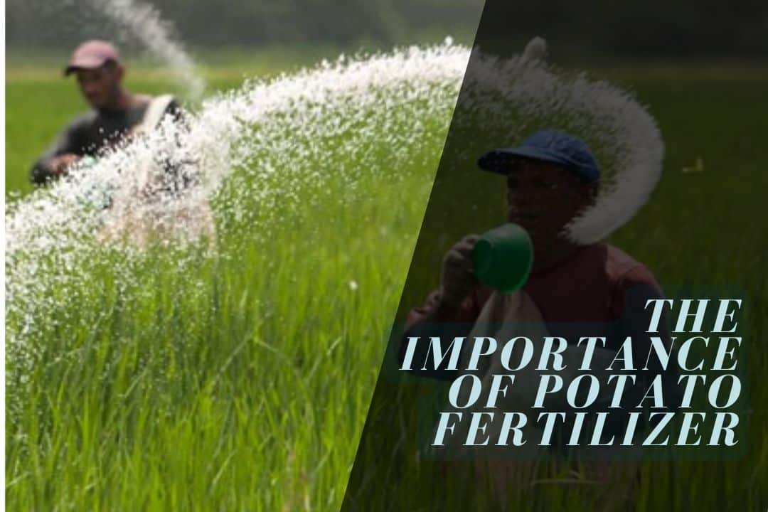 The Importance of Potato Fertilizer
