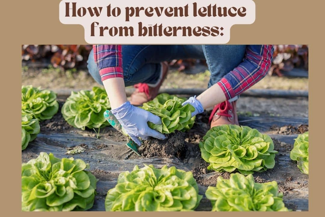 How to Get Rid of Bitter Lettuce Leaves