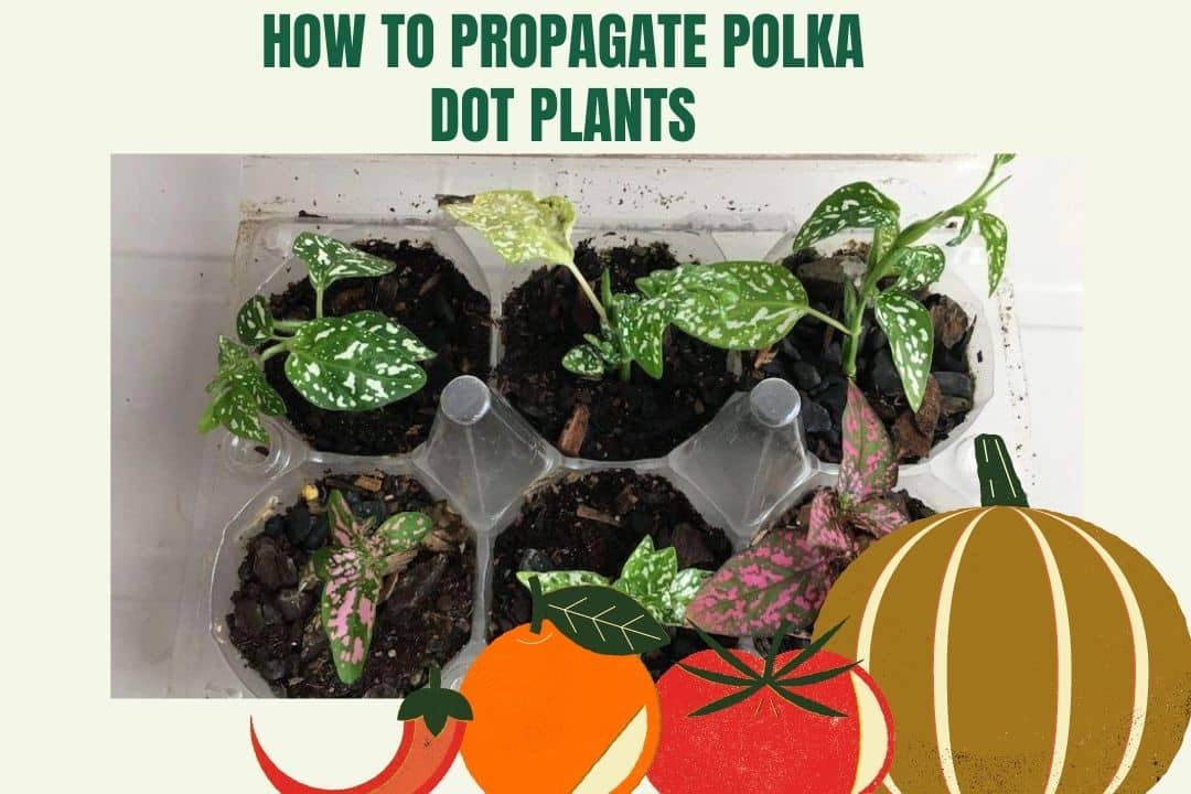 How to Propagate Polka Dot Plants