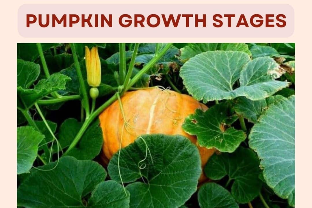 Pumpkin Growth Stages