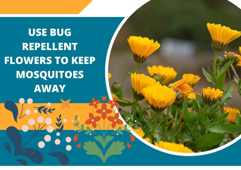 Use Bug Repellent Flowers to Keep Mosquitoes Away