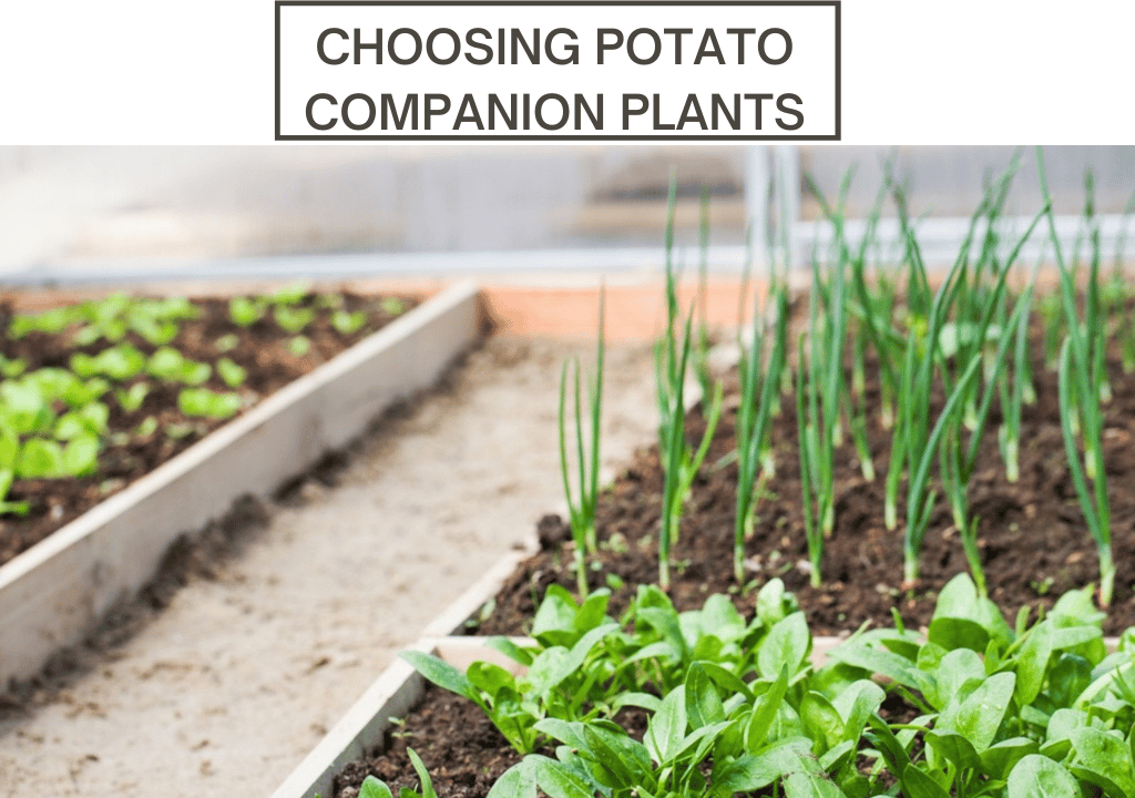 Choosing Potato Companion Plants