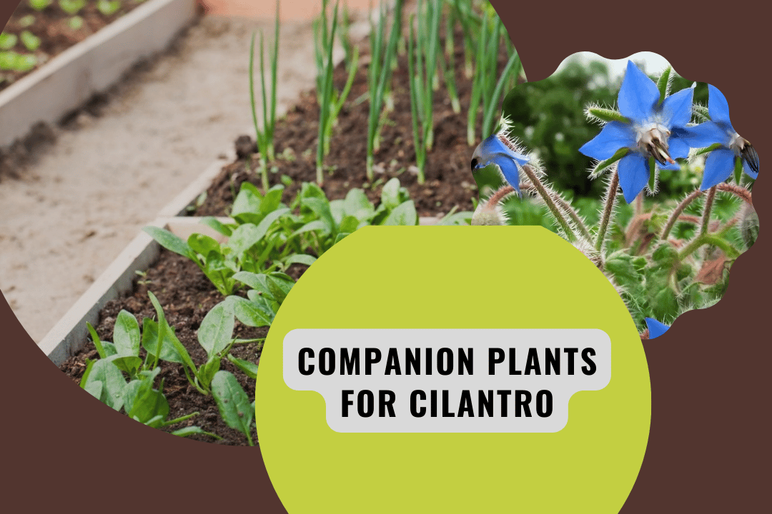 Companion Plants For Cilantro