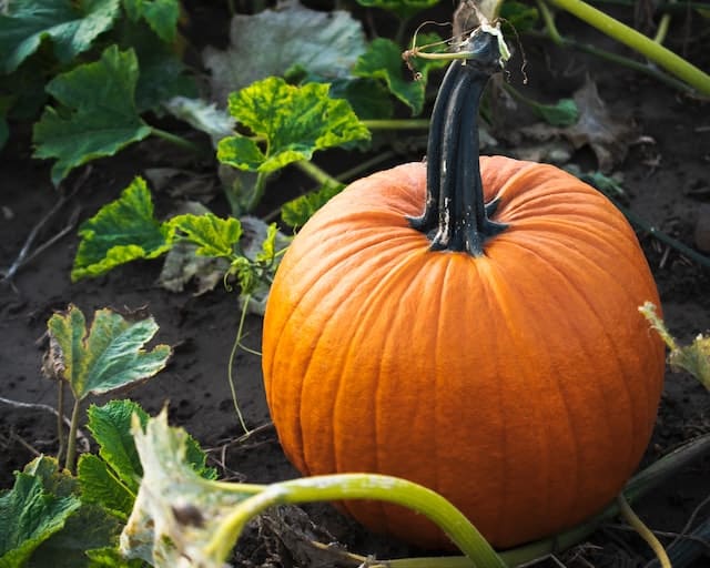 benefits of cultivating work on pumpkin dicer