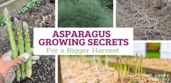 asparagus gardening tips